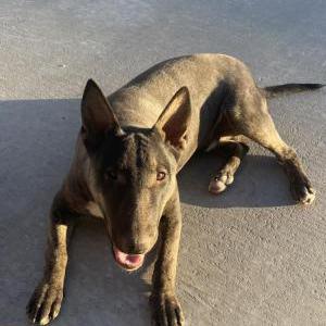 Lost Dog Cholo