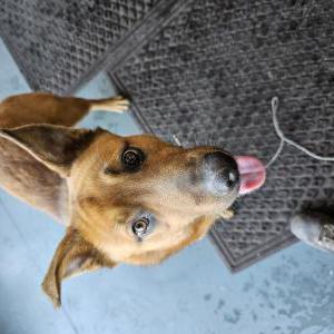 Found Dog Unknown