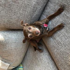 Lost Dog Bea