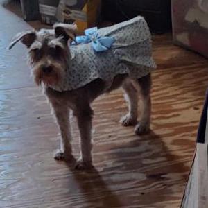Lost Dog Sugarbaby