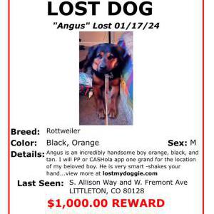 2nd Image of Angus, Lost Dog