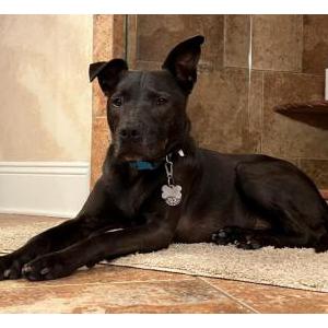 Lost Dog Miller