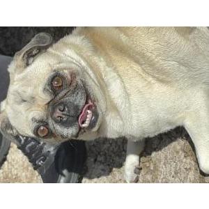 Found Dog Pug