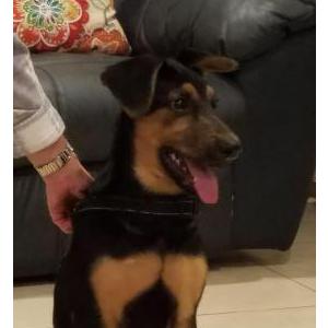 Found Dog unknown