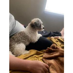 Lost Dog Scrappy