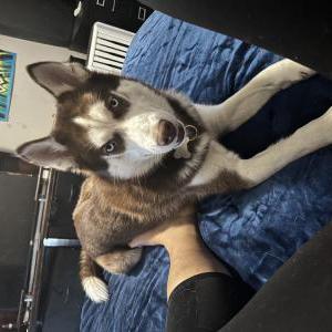 Lost Dog Achilles
