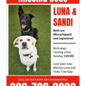 Lost Dog Luna