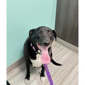 Lost Dog Hailey