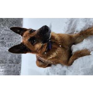 Lost Dog ROLO