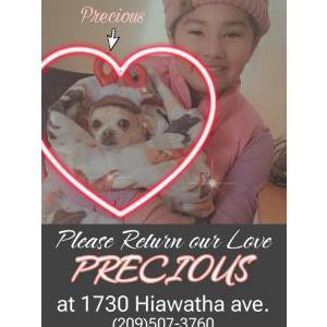 Lost Dog PRECIOUS