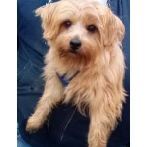 Lost Dog Oliver