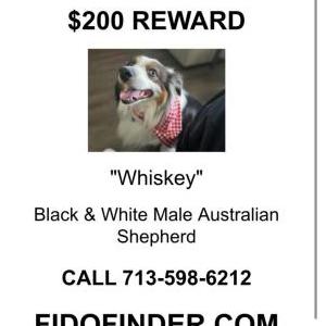 Image of Whiskey, Lost Dog
