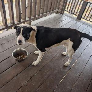 Found Dog Unsure, CJ