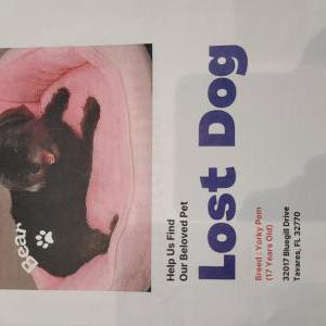 Lost Dog Bear hayden