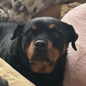 Lost Dog Paws