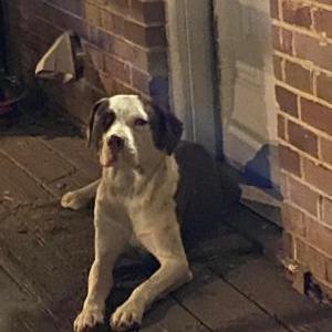 Image of Unknown, Found Dog