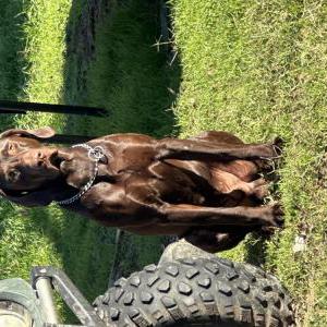 Lost Dog Loki