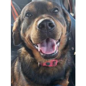 Lost Dog MamasPoot