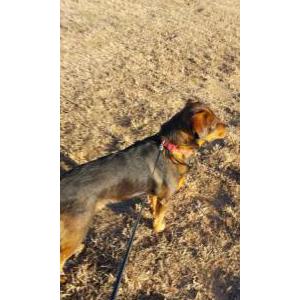 2nd Image of MamasPoot, Lost Dog