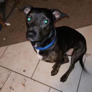 Lost Dog Tipsy