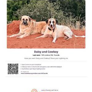 Lost Dog Daisy and Cowboy