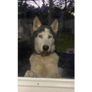 Image of Rex, Lost Dog