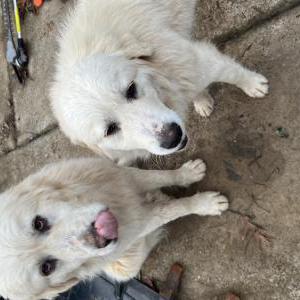 Found Dog 2 Great Pyrenese