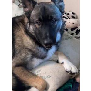 Lost Dog Apollo