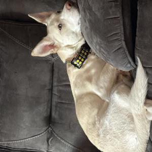 Lost Dog Athena