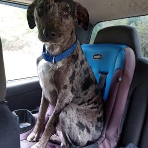 Lost Dog Blu