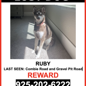 Lost Dog Ruby