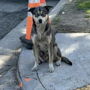 Found Dog Unknown