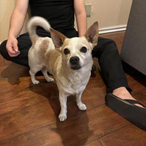 Found Dog Unknown