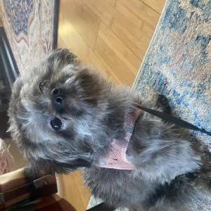 Lost Dog Moka