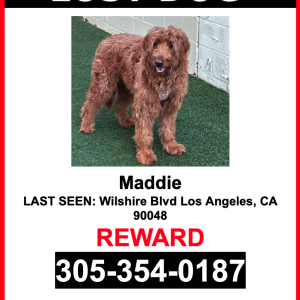 Lost Dog Maddie