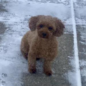 Lost Dog Briar