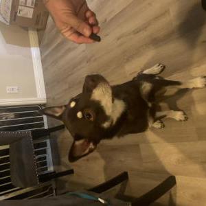 Found Dog Unknown