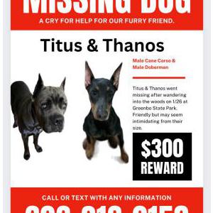 Lost Dog Titus & Thanos