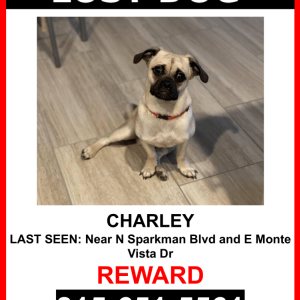 Image of Charley, Lost Dog