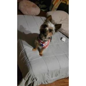 Lost Dog Kikapoo