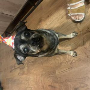 Lost Dog Mocha