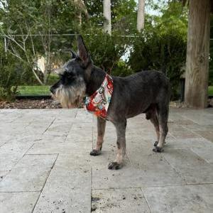 Lost Dog Rocco