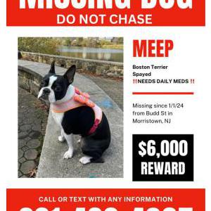 Lost Dog Meep