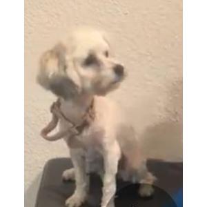 Lost Dog Bella