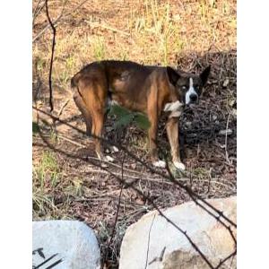 Found Dog UNKNOWN