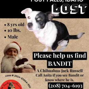 Lost Dog Bandit