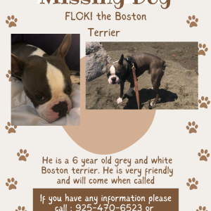 Lost Dog Floki