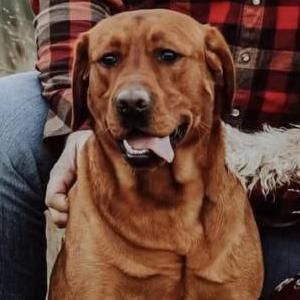 Lost Dog Chipper