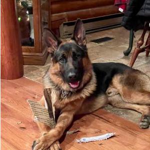 Lost Dog Ike