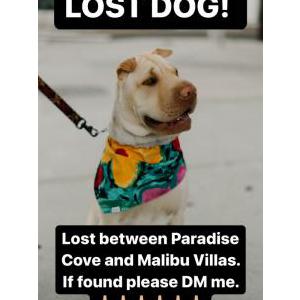 Lost Dog Cortado